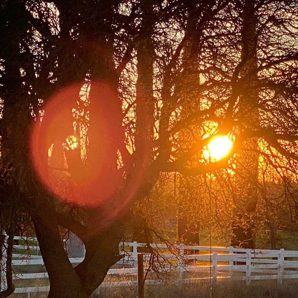 Sun filtering through the trees